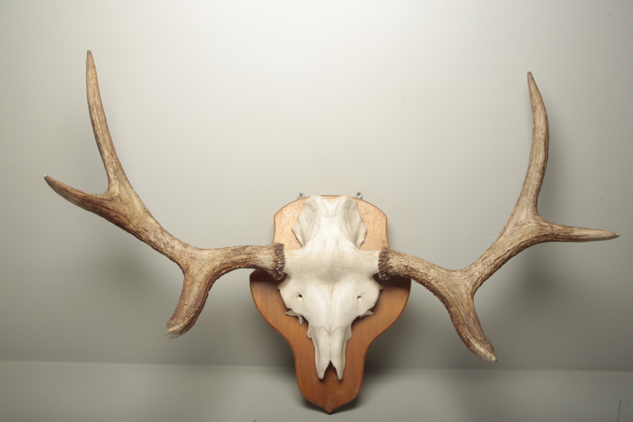 Jakttrofé älghorn, 6 taggar