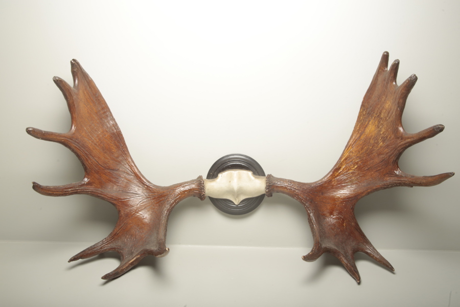 Jakttrofé älghorn, 15 taggar