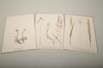 Herbarium 2st. "Studie & Hembygdens växter"