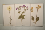Herbarium 2st. "Studie & Hembygdens växter"