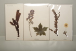 Herbarium 2st. "Studie & Hembygdens växter"