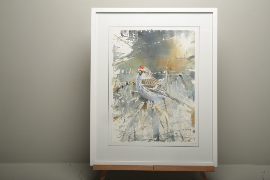 Jonas Nilsson, Akvarell på papper "Gråsiska" Signerad 