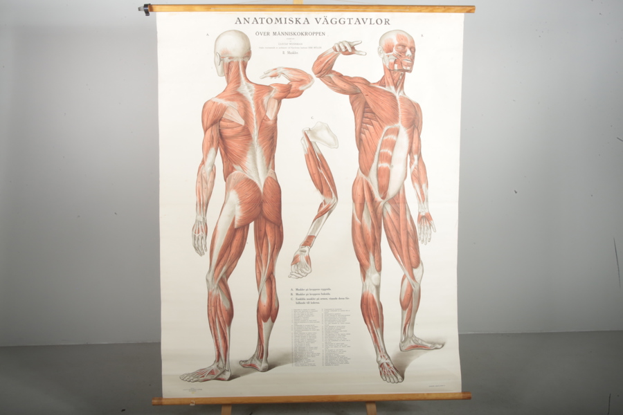 Plansch "Människokroppen, muskler"