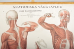 Plansch "Människokroppen, muskler"