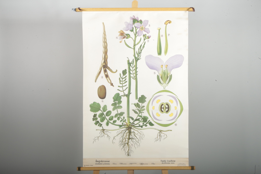 Plansch "Ängskrasse"