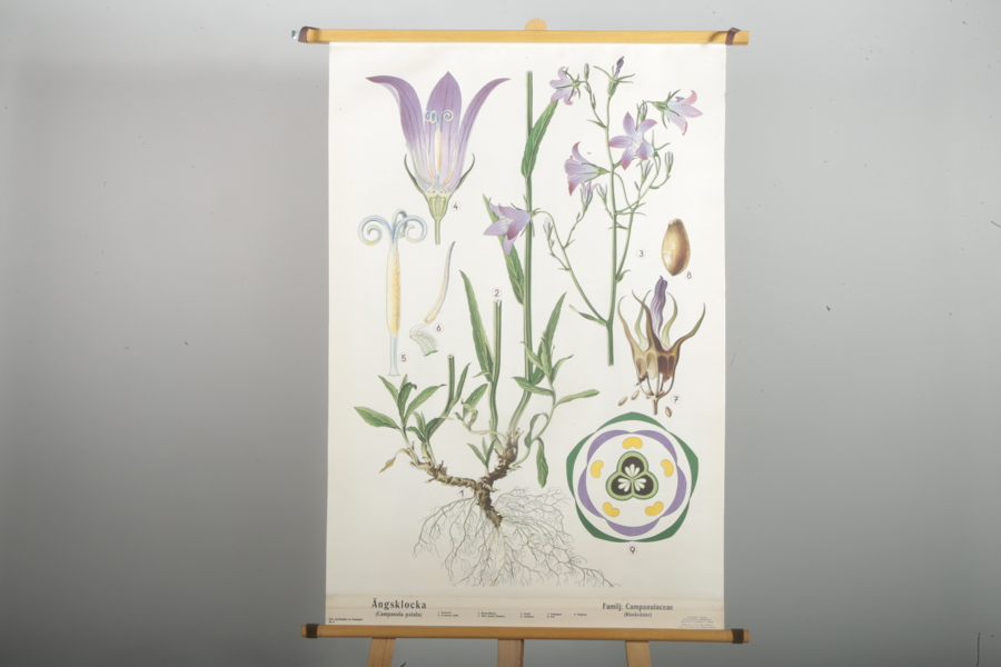 Plansch "Ängsklocka"