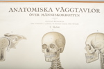 Plansch "Människokroppen, skelett"