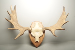 Jakttrofé- Älghorn 