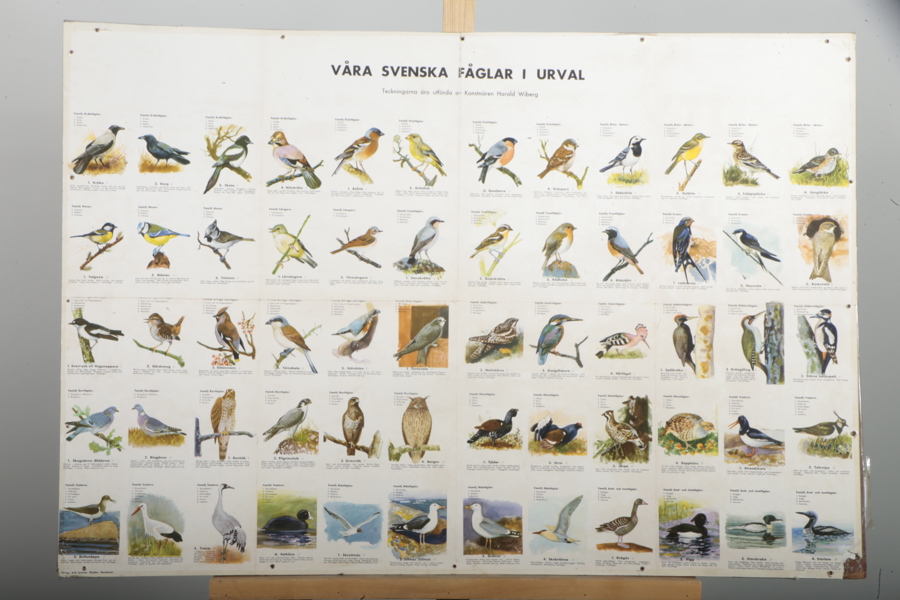 Plansch, "Våra svenska fåglar i urval"