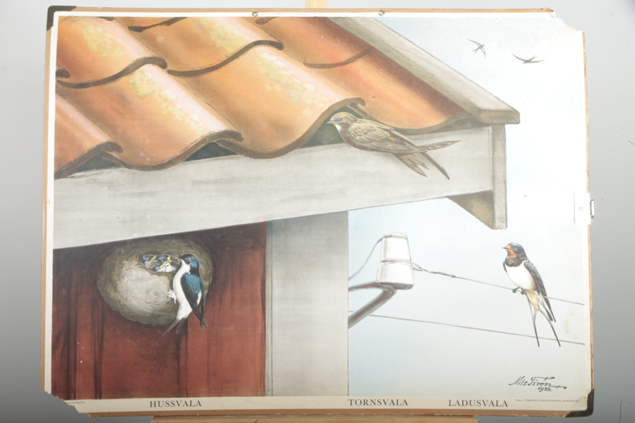 Plansch, Nils Tiren 1932, Svalor