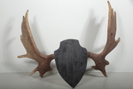 Jakttrofé. Älghorn 