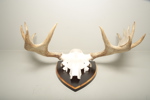 Jakttrofé, Älghorn
