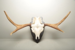 Jakttrofé, Älghorn