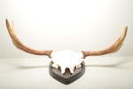 Jakttrofé, Älghorn