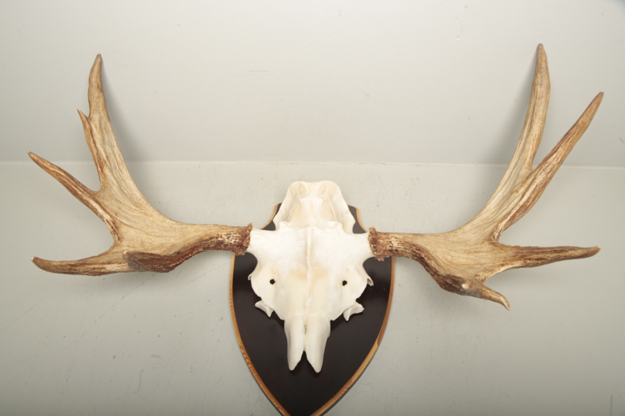 Jakttrofé, Älghorn 