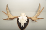 Jakttrofé, Älghorn 