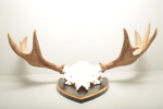 Jakttrofé, Älghorn 