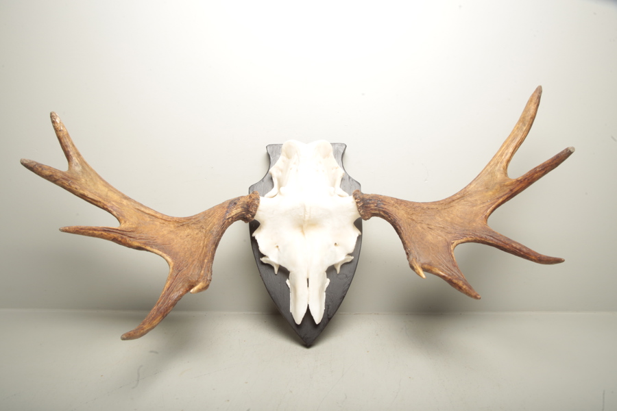 Jakttrofé, Älghorn 