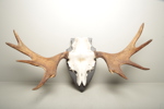 Jakttrofé, Älghorn