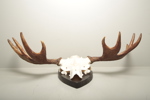 Jakttrofé, Älghorn
