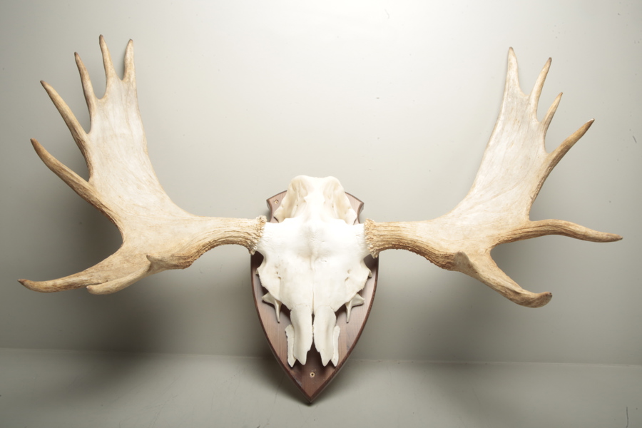 Jakttrofé- Älghorn