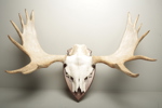 Jakttrofé- Älghorn
