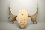 Jakttrofé- Älghorn
