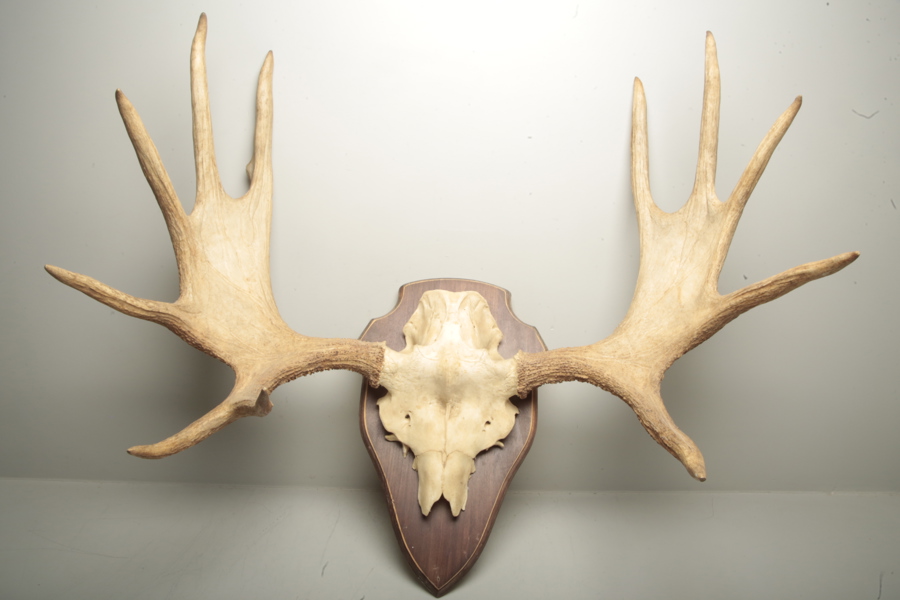 Jakttrofé- Älghorn 