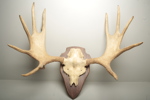 Jakttrofé- Älghorn 