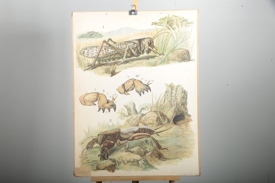 Plansch- Vandringsgräshoppa, Mullvadssyrsa 