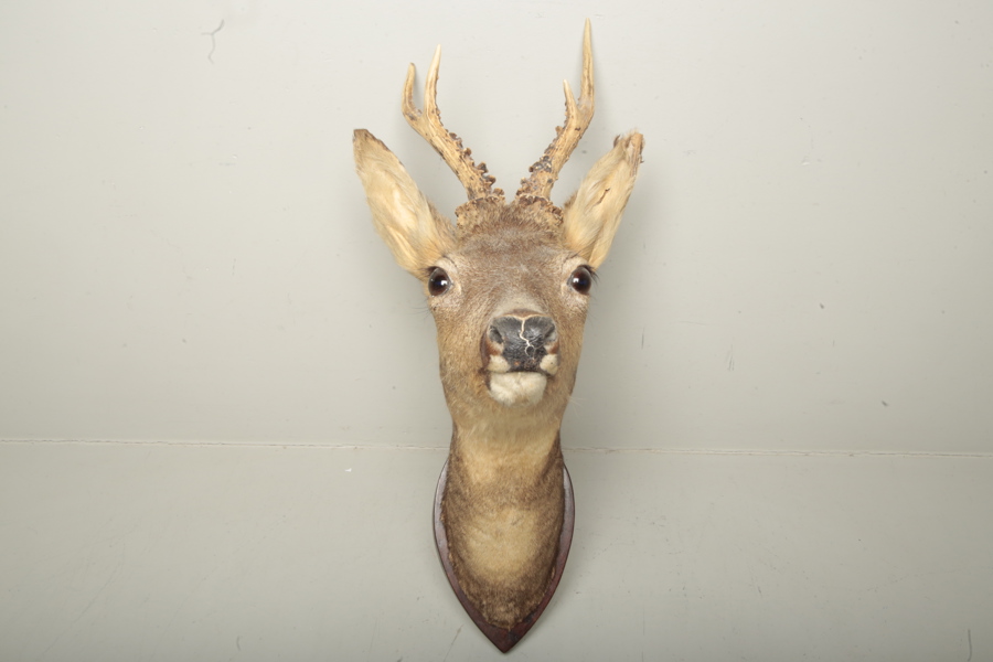 Jakttrofé- Rådjurshuvud