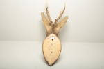 Jakttrofé- Rådjurshuvud