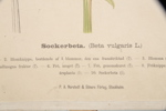 Skolplansch "Sockerbeta", 1900-tal