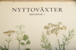 Skolplansch- "Nyttoväxter", Kryddor: 12 Olika sorter
