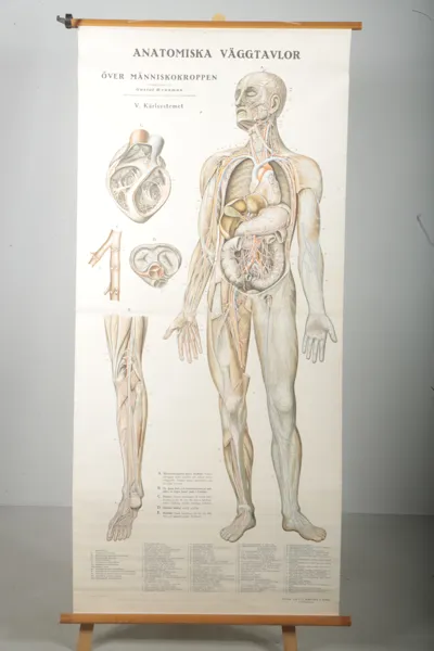 Anatomisk karta- "Kärlsystemet"