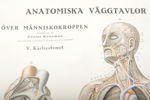 Anatomisk karta- "Kärlsystemet"